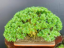 Linh sam Mập - Lùn - Chất