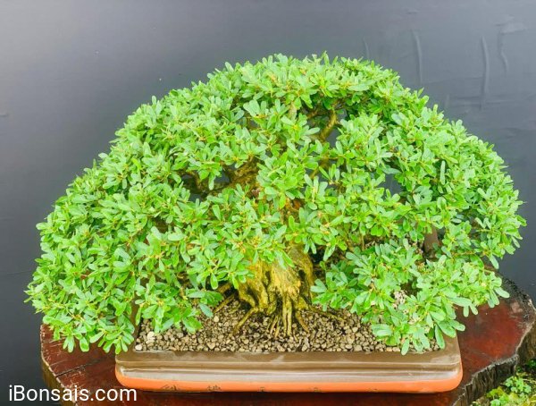 Linh sam Mập - Lùn - Chất