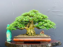 Linh sam Mập - Lùn - Chất