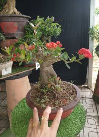 Trang sen đế nôm, 350k 1 cây bao ship