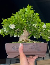 Orange jasmine mini bonsai with flowers