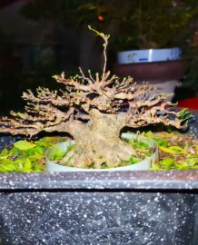 Water Jasmine tree