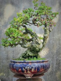 Khế chua già siêng quả tay cành mịn