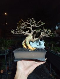 Rất là nghệ