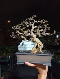 Rất là nghệ