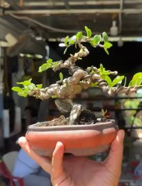 Scopolia nana mini tree 