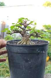 Hibiscus bonsai mini tree