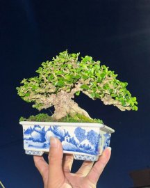 Antidesma acidum bonsai mini tree