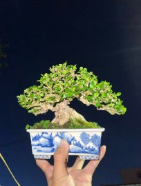 Antidesma acidum bonsai mini tree