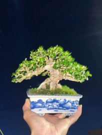 Antidesma acidum bonsai mini tree