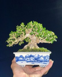 Antidesma acidum bonsai mini tree