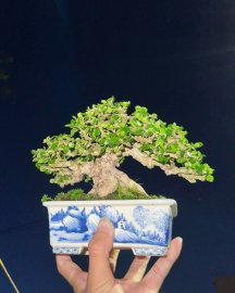 Antidesma acidum bonsai mini tree