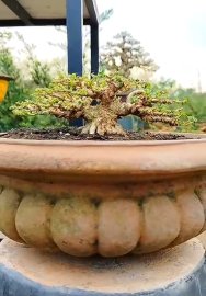 Mai chiếu thủy mini