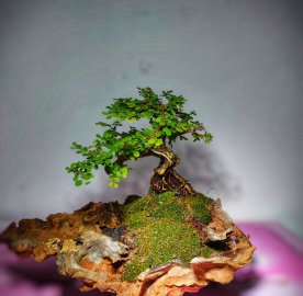 Em liễu cổ thụ thu nhỏ giá vài lít mời ae xơi