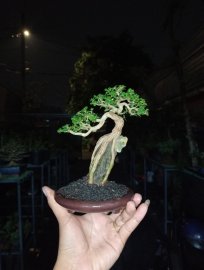 Indo sam hương ❤️