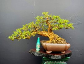 Blue bell bonsai tree