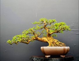Blue bell bonsai tree