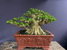 Premna bonsai tree with big trunk