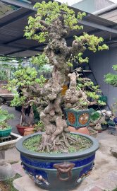 Khế gân