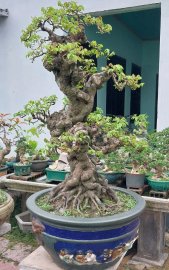 Khế gân