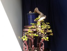 Trong các dòng Giấy chơi Bonsai, giấy Mỹ zin vẫn luôn đẹp...