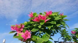 Bougainvillea tree