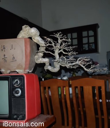 Water Jasmine cascade bonsai tree