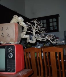 Water Jasmine cascade bonsai tree