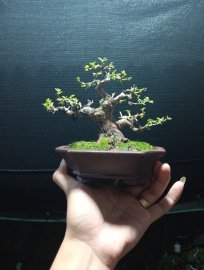 Ổi lá rí bonsai mini❤️