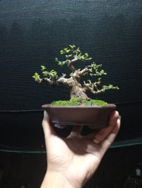 Ổi lá rí bonsai mini❤️