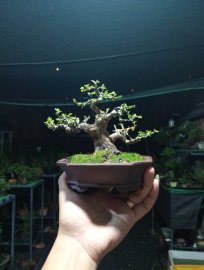 Ổi lá rí bonsai mini❤️