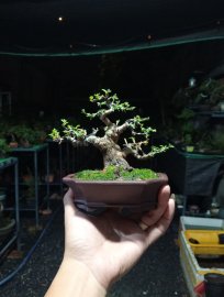Ổi lá rí bonsai mini❤️