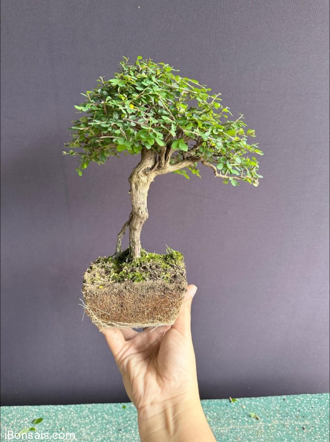 Sơn liễu tàn mịn mướt #186k