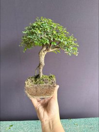 Sơn liễu tàn mịn mướt #186k