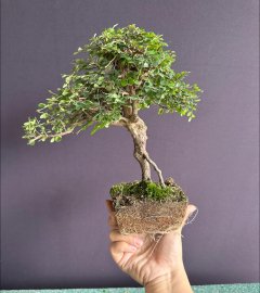Sơn liễu tàn mịn mướt #186k