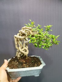 Hồng Ngọc Mai 350k bao sip