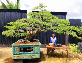 Tamarind big mature tree
