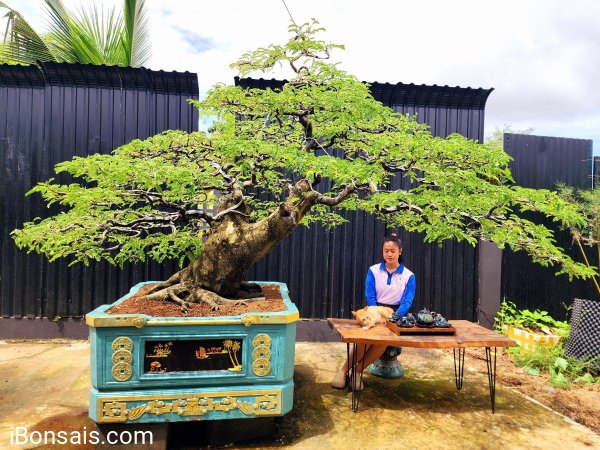 Tamarind big mature tree