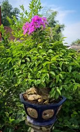Bằng lăng cục nu ra hoa khoe sắc nắng