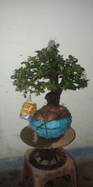 Cây cẩm thị lùn lực tàn dù rất đẹp