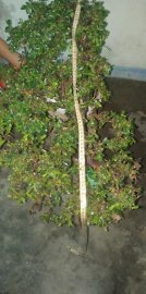 Cây cẩm thị tàn thiên nhiên rất đẹp