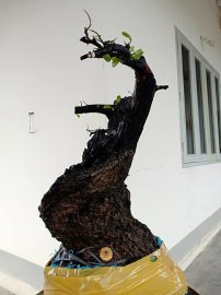 Cẩm thị cột lùn lũa âm thân