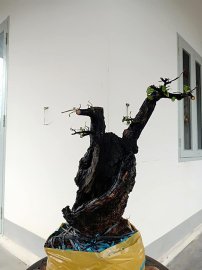 Cẩm thị cột lùn lũa âm thân