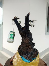 Cẩm thị cột lùn lũa âm thân
