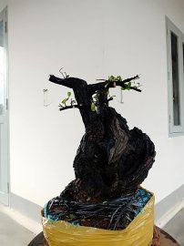 Cẩm thị cột lùn lũa âm thân