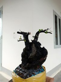 Cẩm thị cột lùn lũa âm thân