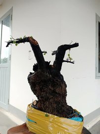Cẩm thị cột lùn lũa âm thân