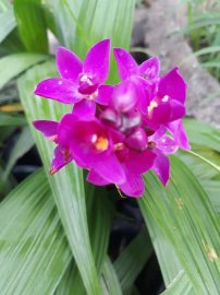 Cây hoa địa lan