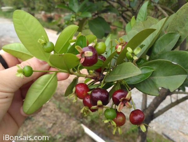 Cherry Brazil