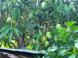 Khu vườn tại Khánh Hòa